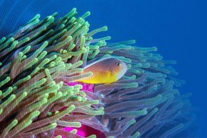 Symbiosis-3